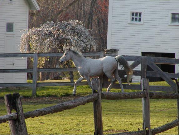 Arabian Horse Inn Sudbury Luaran gambar