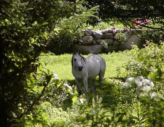 Arabian Horse Inn Sudbury Luaran gambar