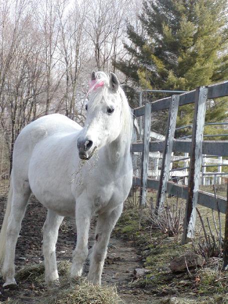 Arabian Horse Inn Sudbury Luaran gambar